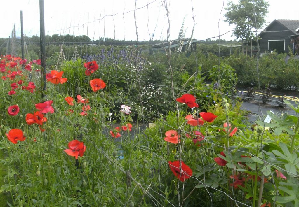 pluktuin zeldenrust