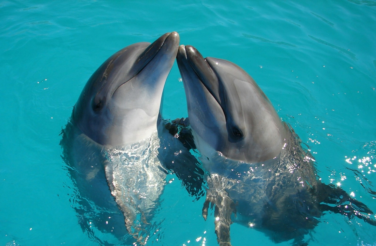 Waterpret in het Dolfinarium