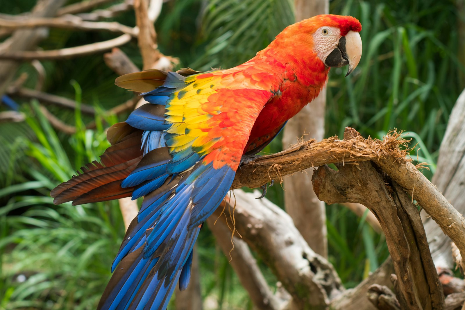 vogelpark de lorkeershoeve