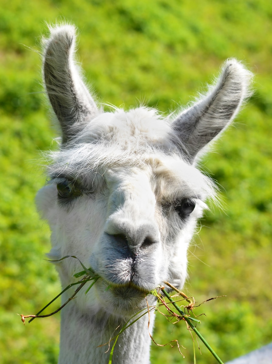 alpaca siddeburen stal de boer