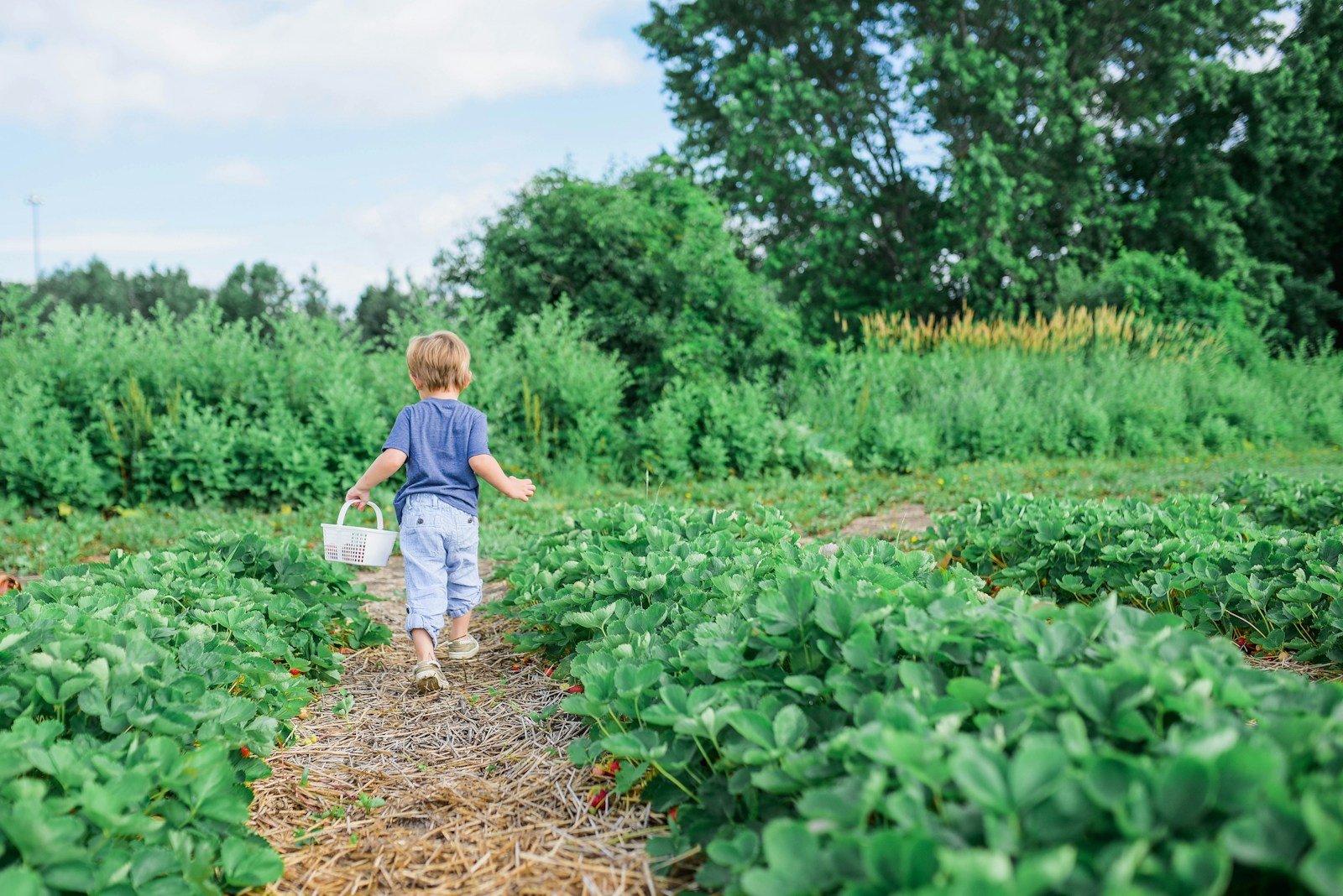 de fruittuin van west