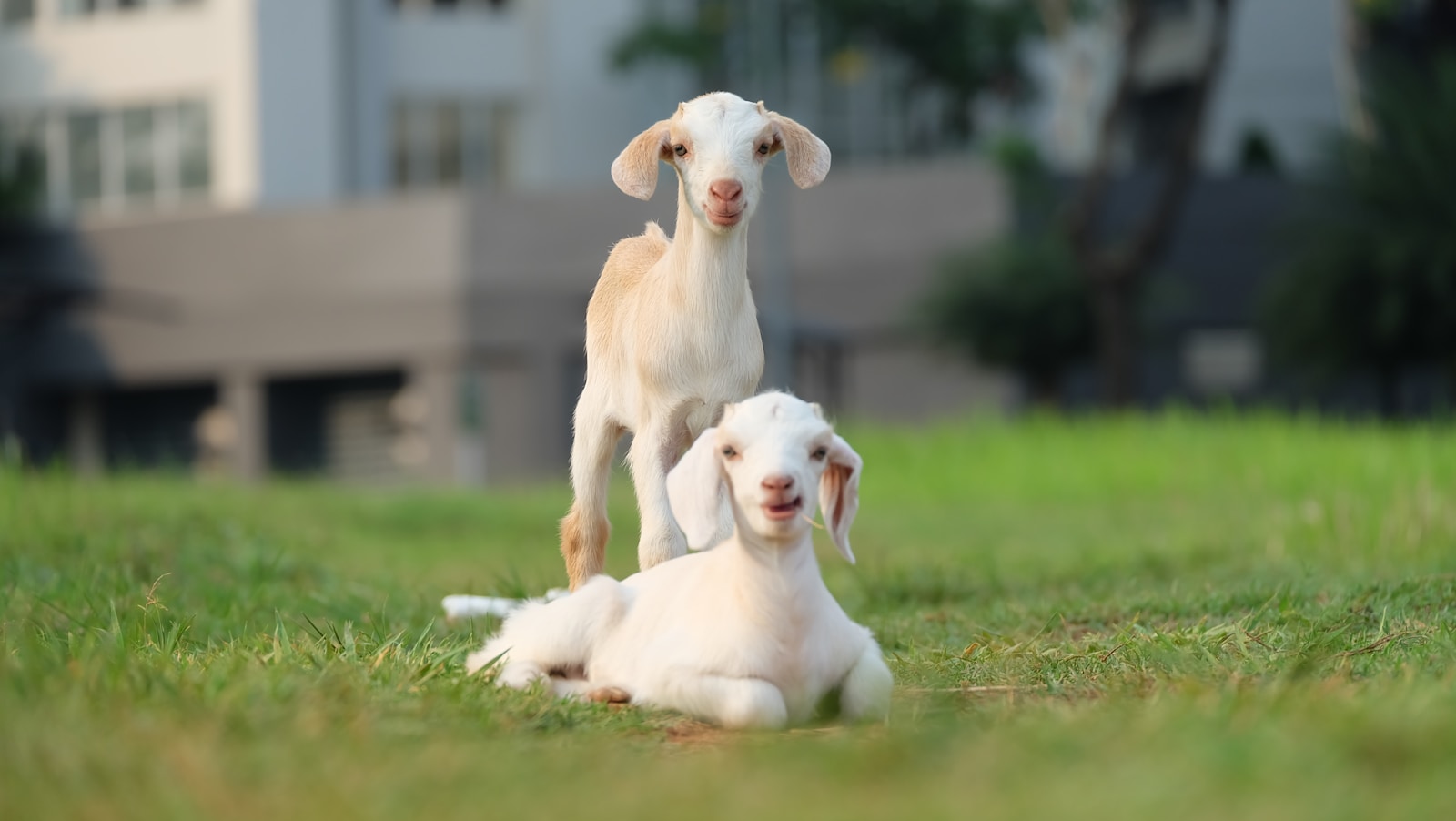 kinderboerderij de beestenbult