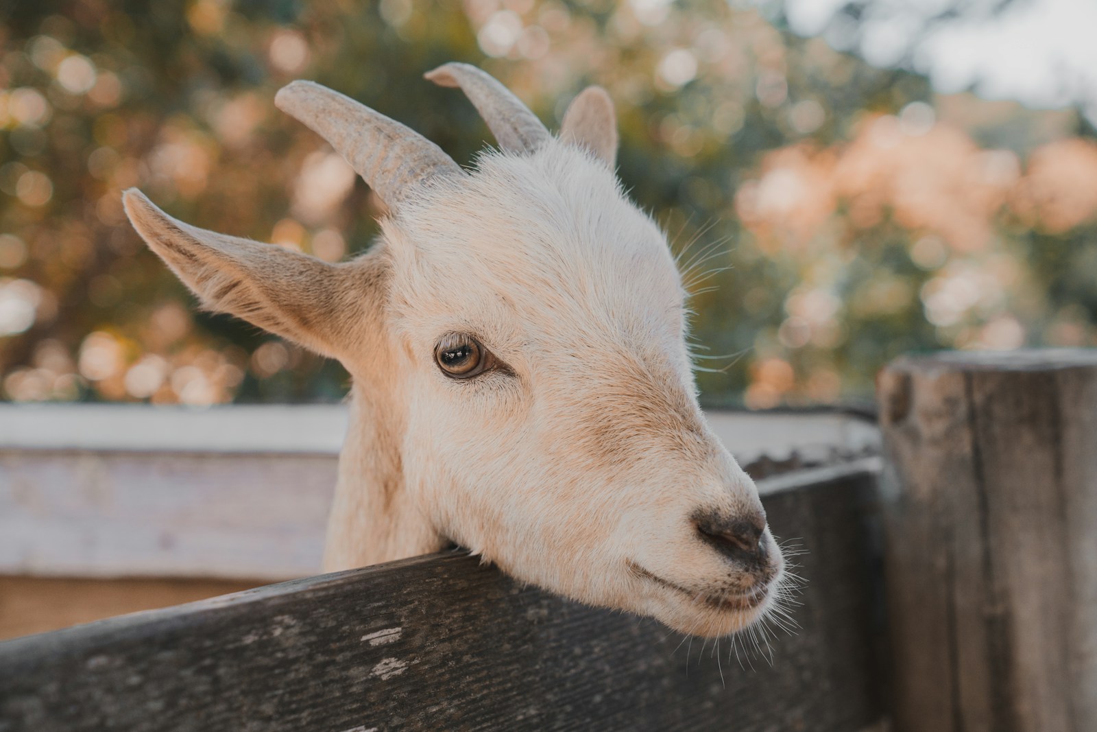 kinderboerderij sneek