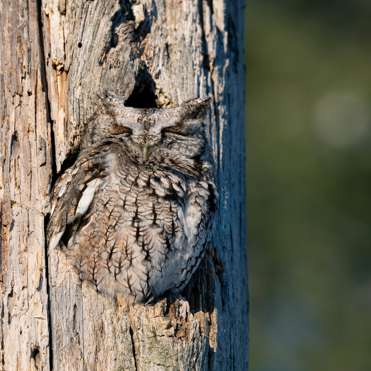 speelbos en belevingspad roekpad