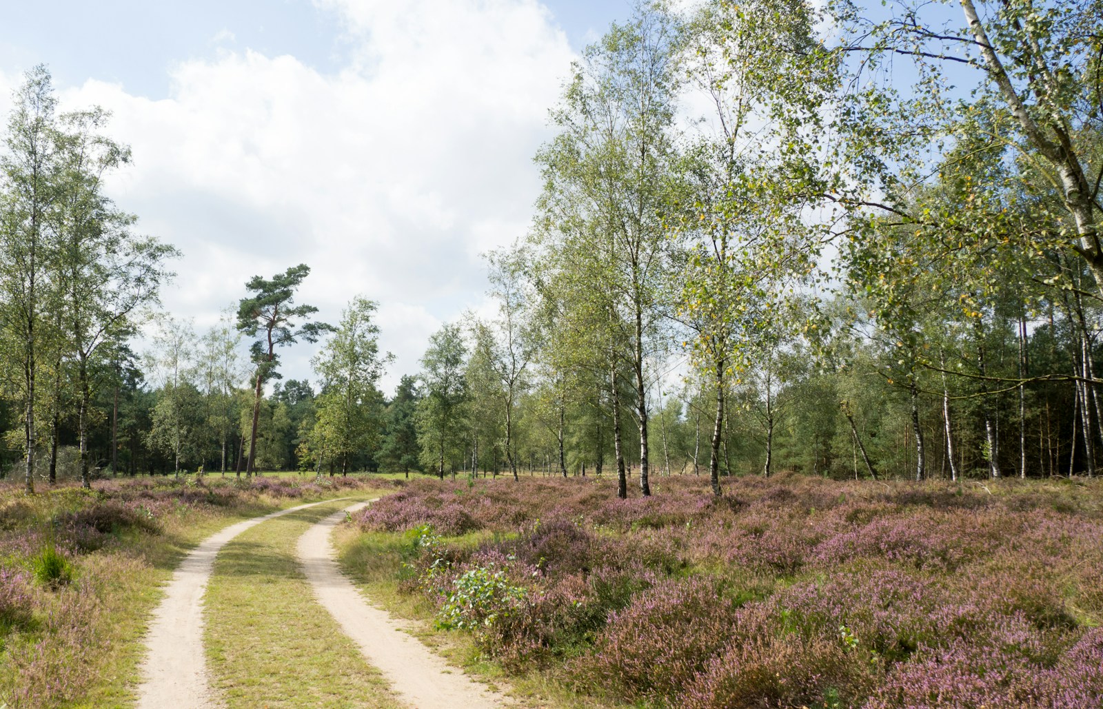 speelbos meermond