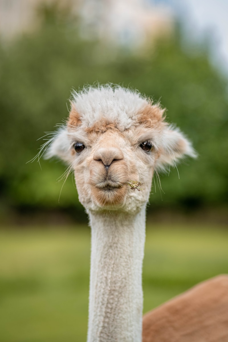 alpaca boerderij