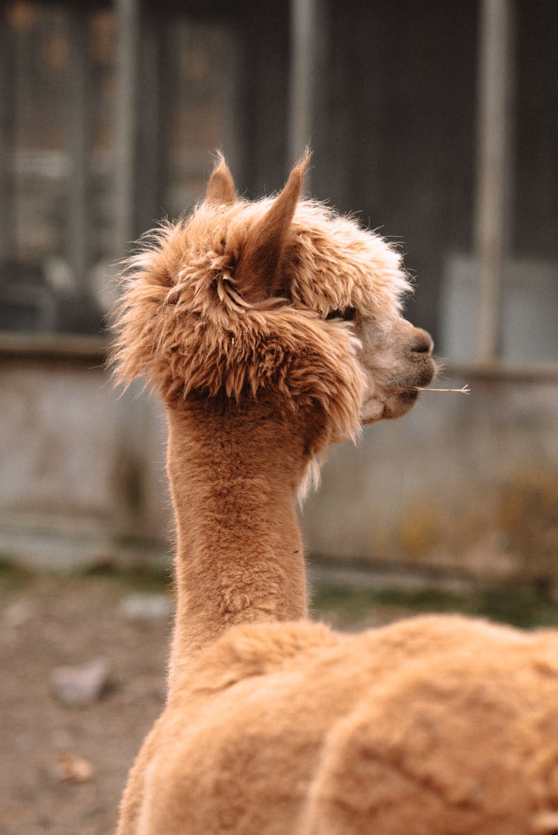 alpaca eco farm 1