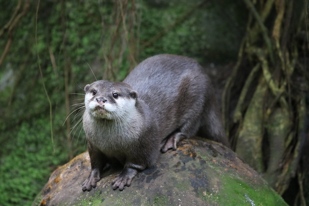 burgers zoo