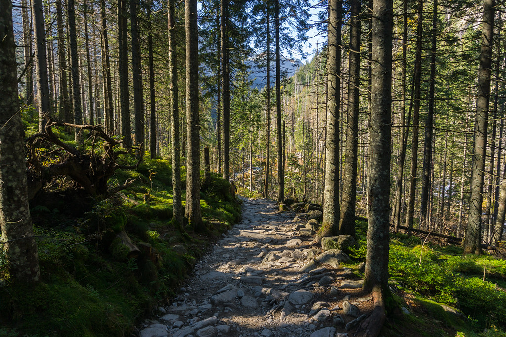 Koepelbos Oldeberkoop