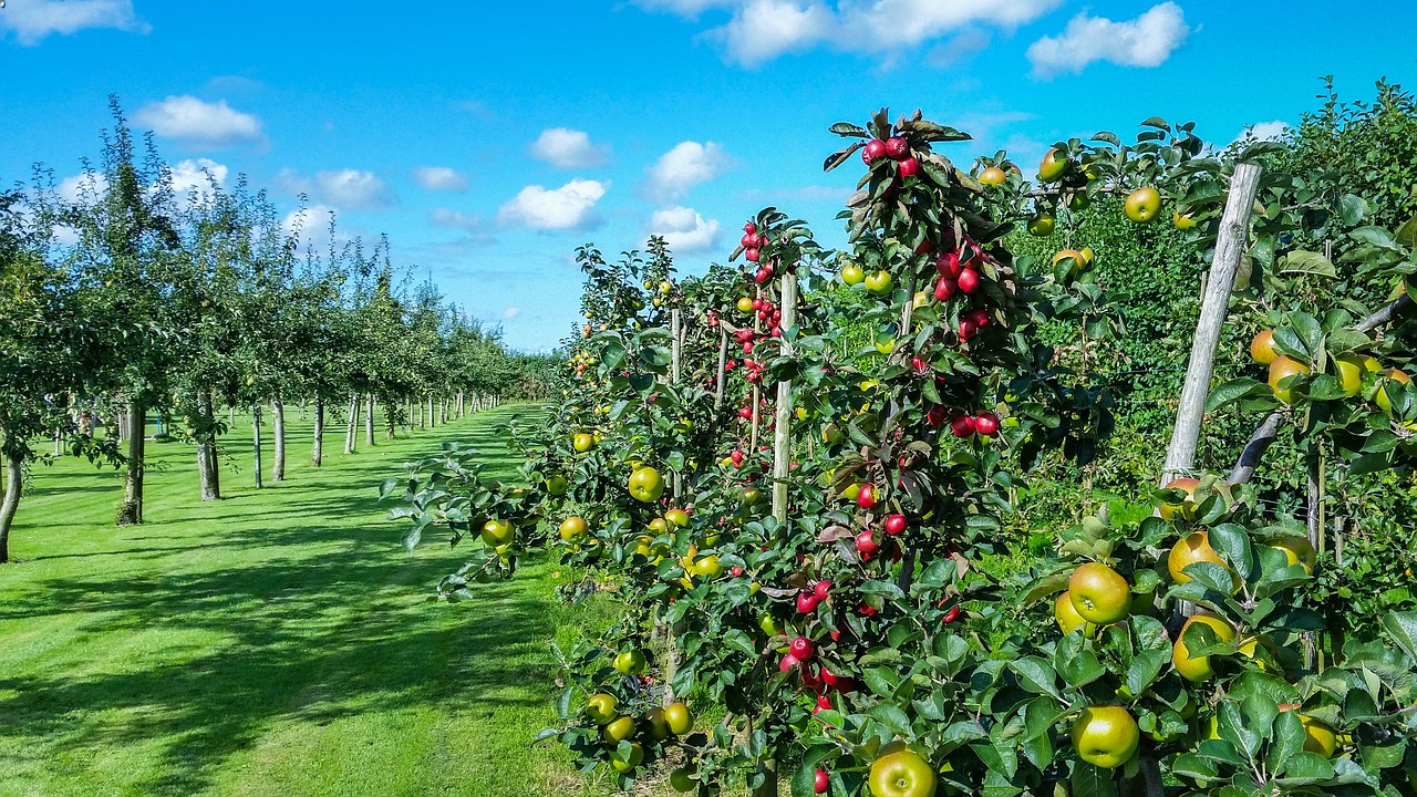 fruittuin verbeek