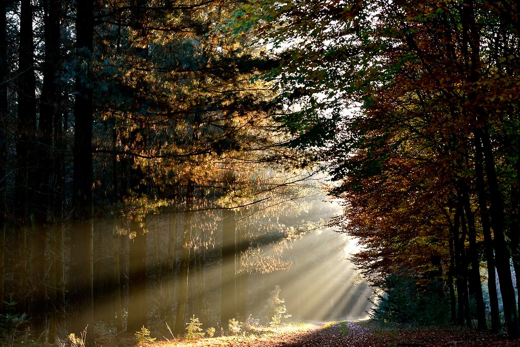 het nationale park de hoge veluwe