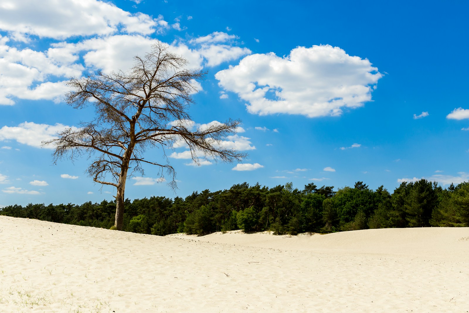 kale duinen