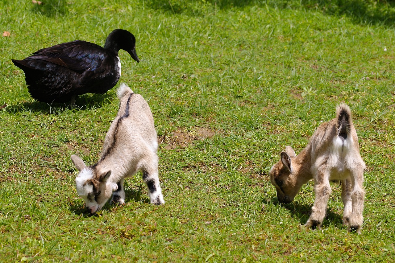 kinder amp speelboerderij dondertman