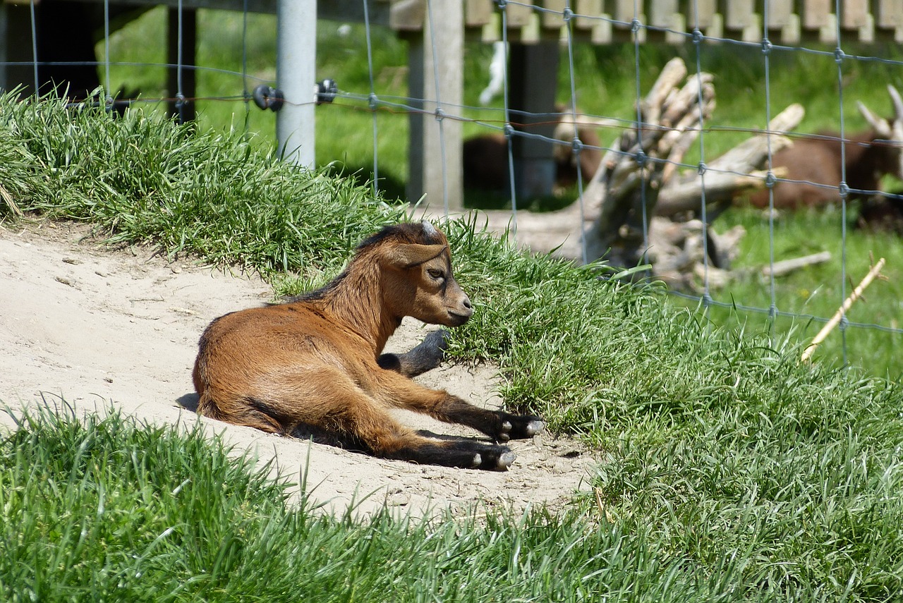 kinderboerderij de goudse hofsteden