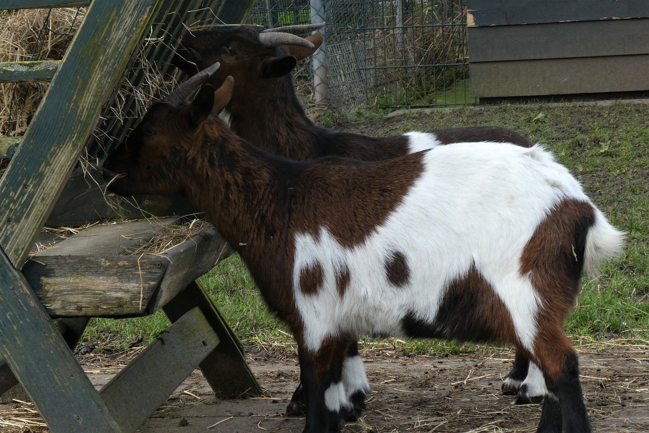 kinderboerderij de maten