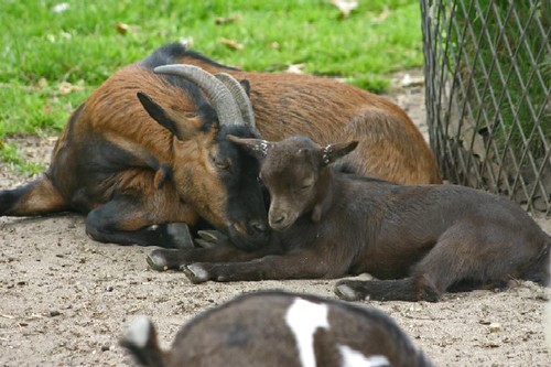 kinderboerderij de naturij