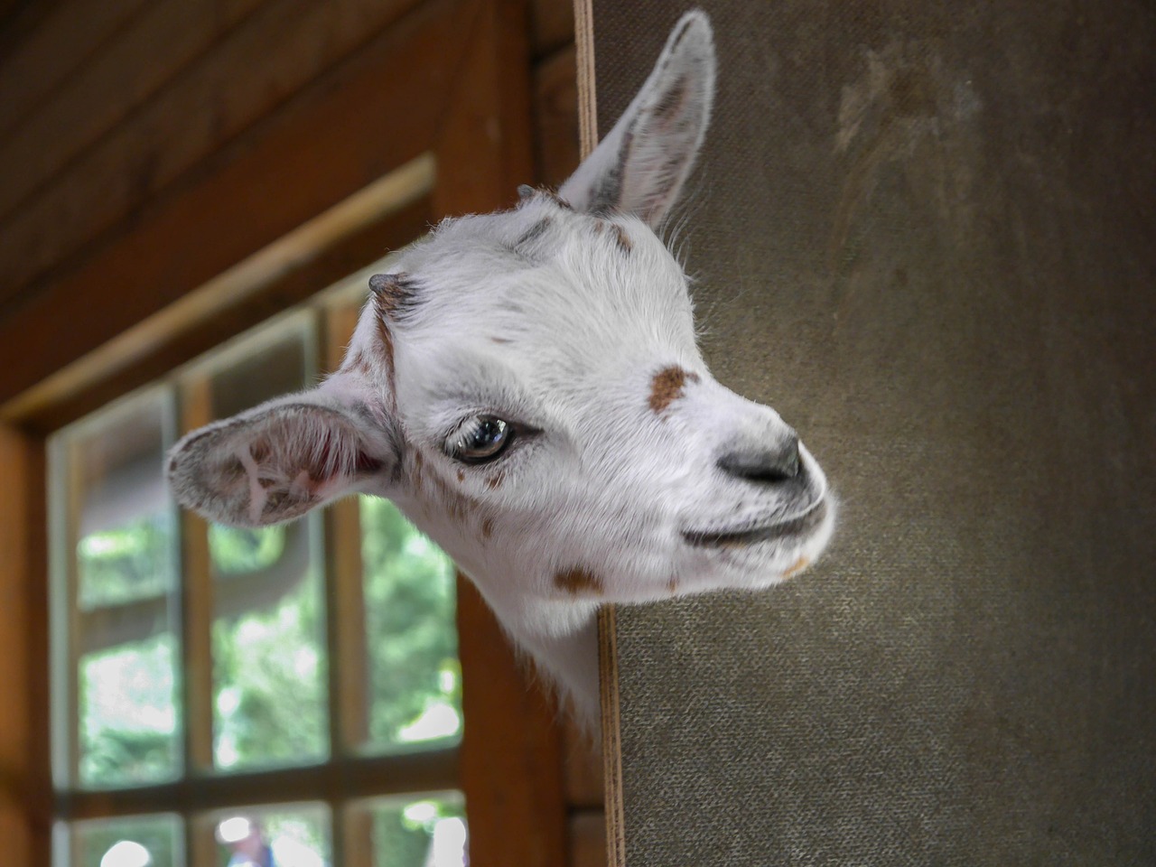 kinderboerderij doniastate