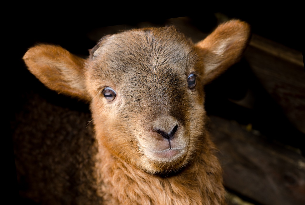 kinderboerderij skik hoogkarspel