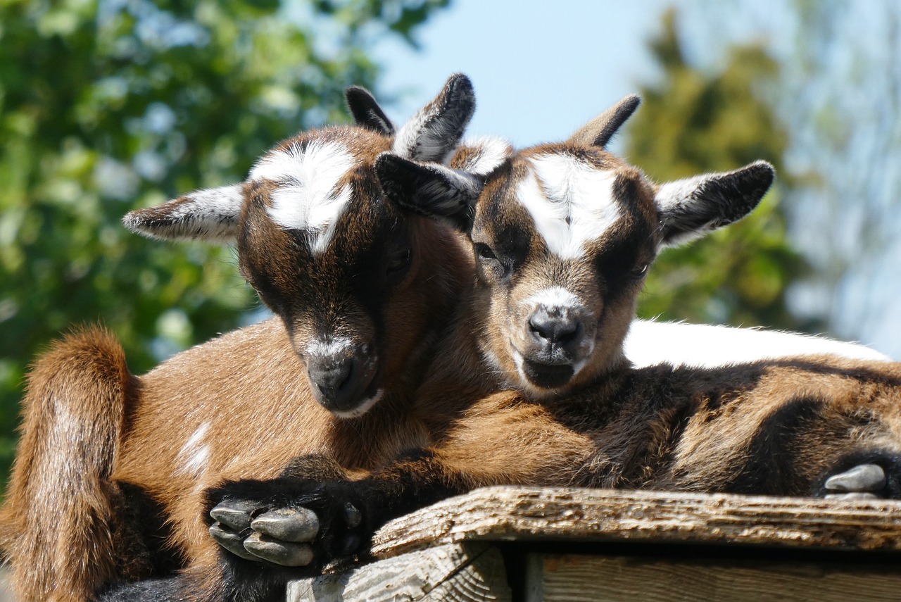 recreatie kinderboerderij feltsigt