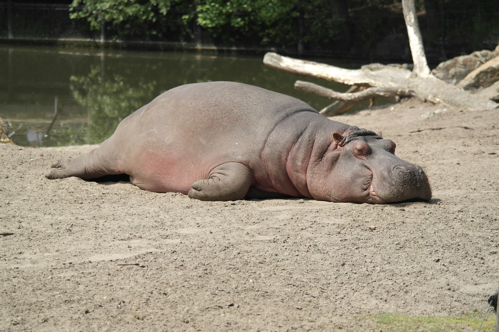 safaripark beekse bergen