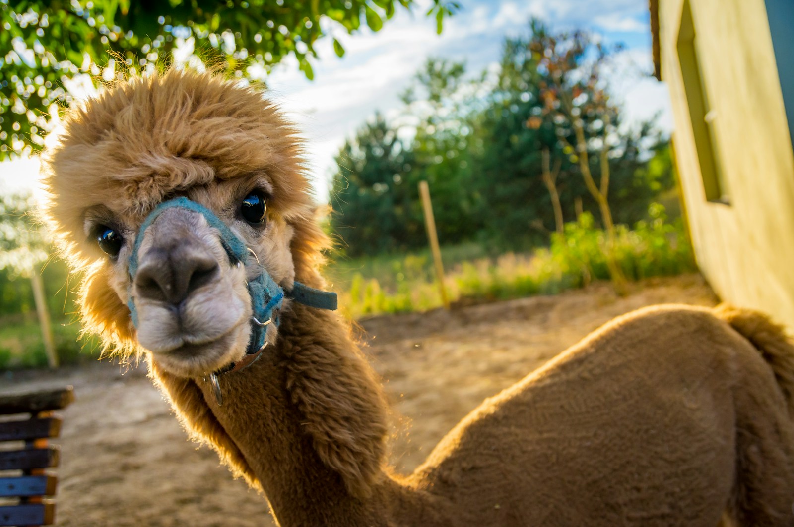 texelse alpacas