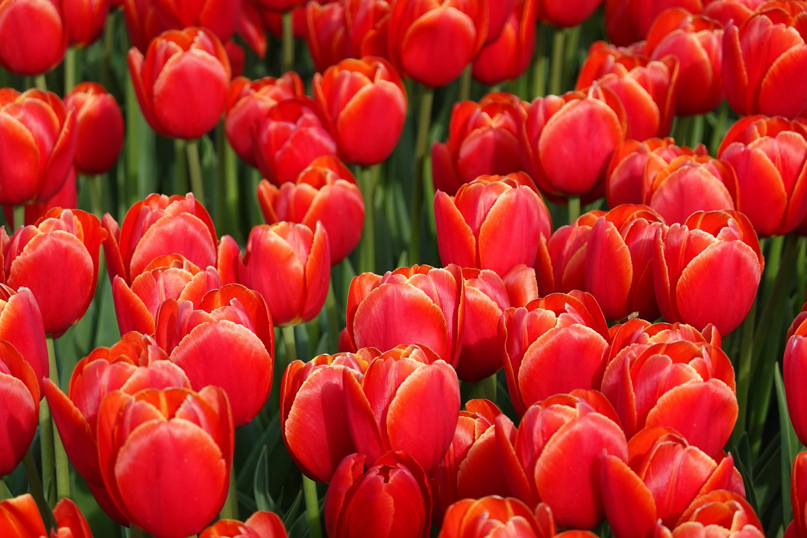 tulpen pluktuin drenthe