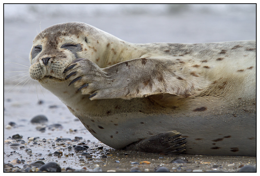 zeehondenexcursies