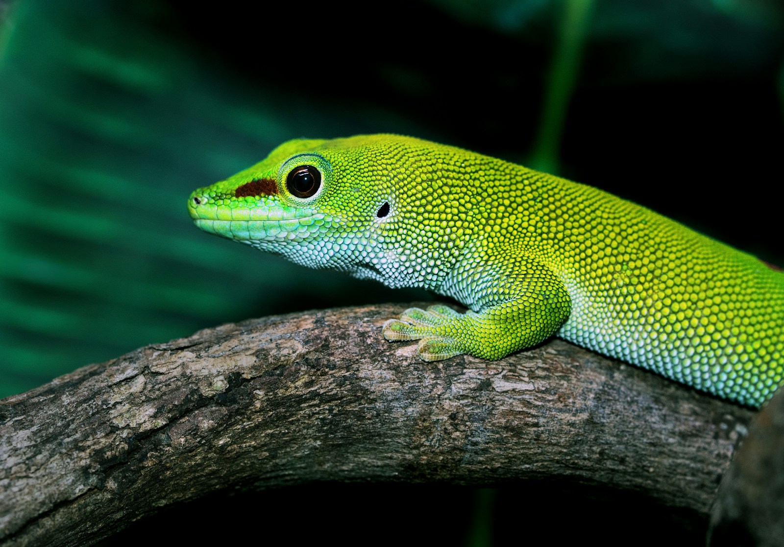 zoo bizar een unieke mini zoo ervaring